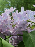 Сирень Ладога