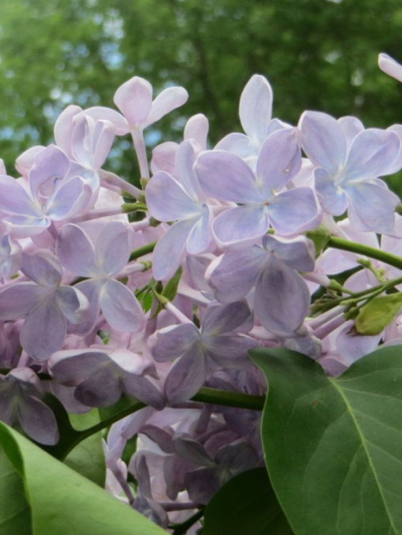 Сирень Ладога купить с доставкой