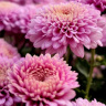 Хризантема корейская Звезда Подмосковья купить с доставкой