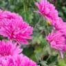 Хризантема корейская Звезда Подмосковья купить с доставкой