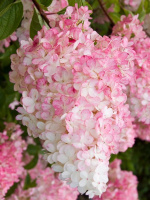 Гортензия Ванилла Фрейз (Vanille Fraise) метельчатая