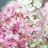 Гортензия Ванилла Фрейз (Vanille Fraise) метельчатая купить с доставкой