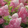 Гортензия Ванилла Фрейз (Vanille Fraise) метельчатая купить с доставкой