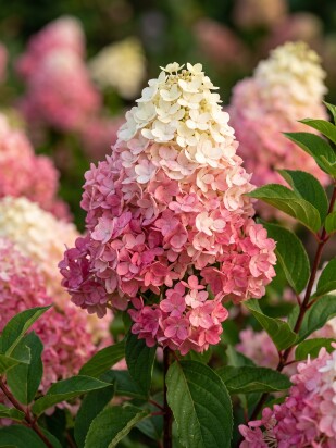 Гортензия Ванилла Фрейз (Vanille Fraise) метельчатая