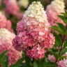 Гортензия Ванилла Фрейз (Vanille Fraise) метельчатая
