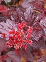 Пузыреплодник Красный (Red)