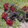 Пузыреплодник Красный (Red) купить с доставкой