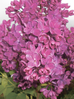 Сирень Знамя Ленина