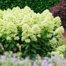 Гортензия Мэджикал Лайм Спаркл (Magical Lime Sparkle) метельчатая