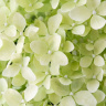 Гортензия Мэджикал Лайм Спаркл (Magical Lime Sparkle) метельчатая купить с доставкой