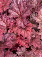 Гейхера Ворлд Кафе Шакерато (World Caffé Shakerato)