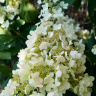 Гортензия Вайт Леди (White Lady) метельчатая купить с доставкой
