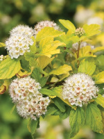 Пузыреплодник Золотистый (Golden)