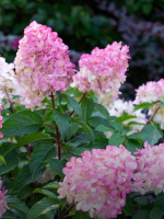 Гортензия Сандей Фрайз (Sundae Fraise) метельчатая