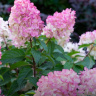 Гортензия Сандей Фрайз (Sundae Fraise) метельчатая