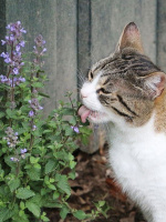 Котовник