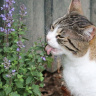 Котовник купить с доставкой