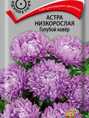 Астра низкорослая Голубой ковёр [Поиск]