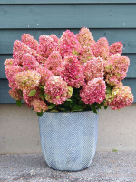 Гортензия Гарэн Лайт Рэд Лайт (Gardenlights Redlight) метельчатая