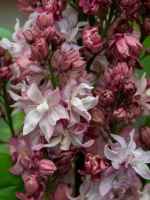 Сирень Фредерико Гарсия Лорка PBR