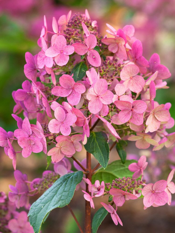 Гортензия Вимс Ред (Wim's Red) метельчатая купить с доставкой