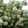 Калина Бульденеж Розеум (Boule de Neige Roseum) купить с доставкой