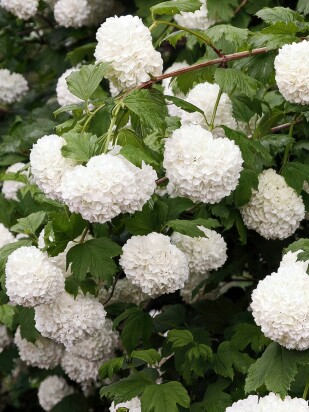 Калина Бульденеж Розеум (Boule de Neige Roseum)