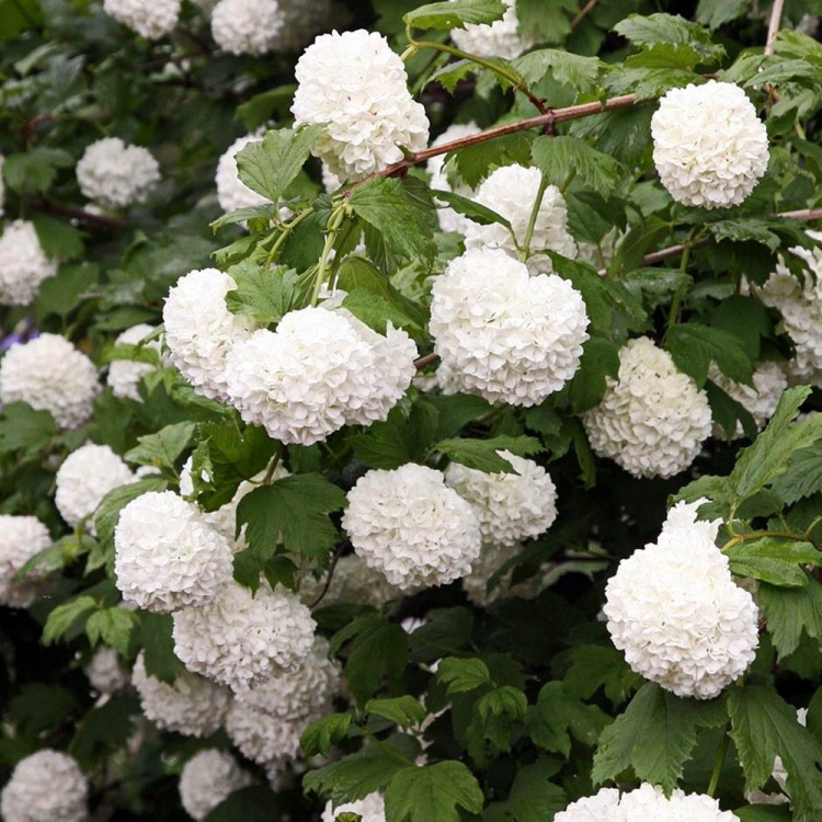 Калина Бульденеж Розеум (Boule de Neige Roseum) купить с доставкой