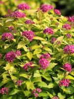 Спирея Голден Принцесс (Golden Princess)