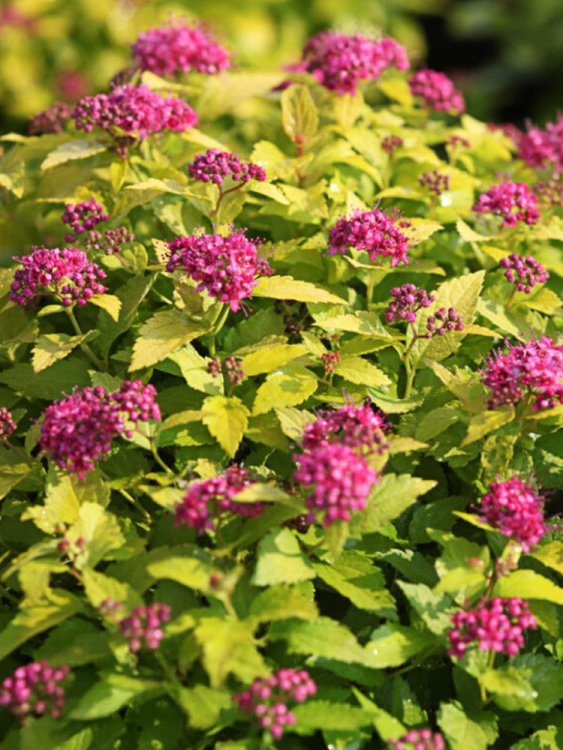 Спирея Голден Принцесс (Golden Princess) купить с доставкой