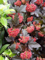 Пузыреплодник Ред Эсквайр (Red Esquire)