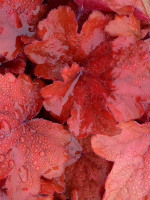 Гейхерелла Фаер Аларм (Fire Alarm)