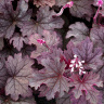 Гейхерелла Плюм Каскад (Plum Cascade) купить с доставкой