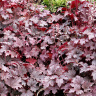 Гейхерелла Плюм Каскад (Plum Cascade) купить с доставкой