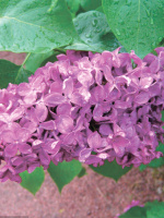 Сирень Индия