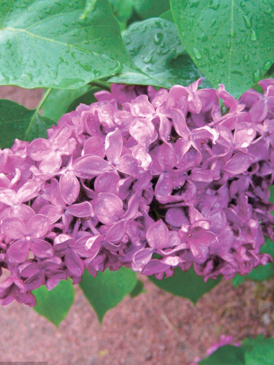 Сирень Индия купить с доставкой