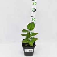 Сирень Индия