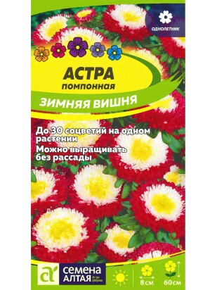 Астра Зимняя Вишня помпонная [Семена алтая]