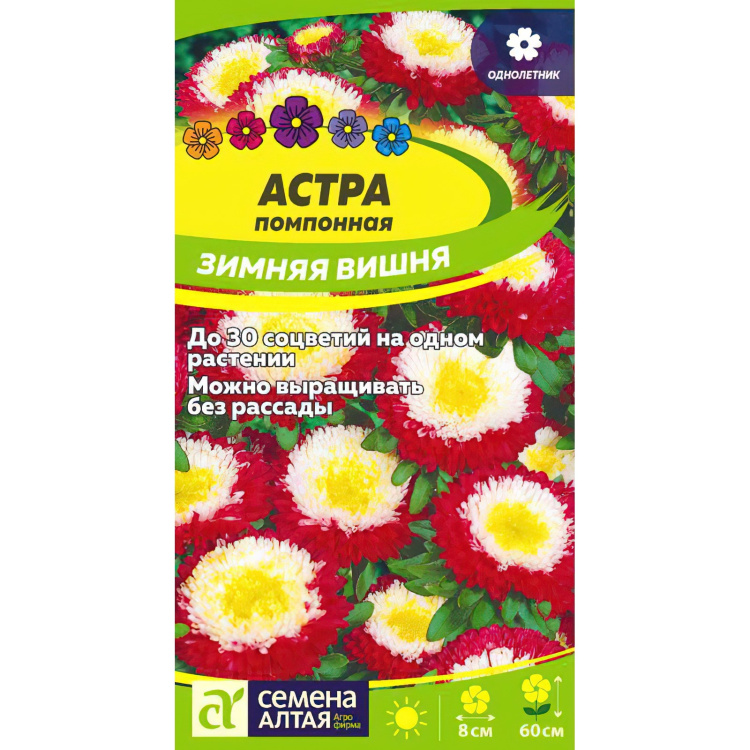 Астра Зимняя Вишня помпонная [Семена алтая] купить с доставкой