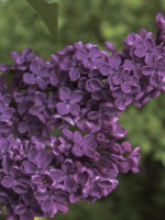 Сирень Сумерки