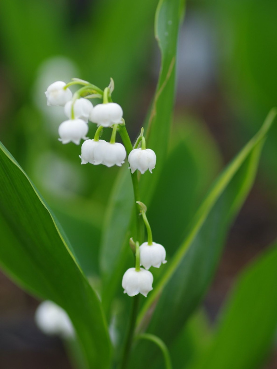 Ландыш Хардвик Холл (Hardwick Hall) купить с доставкой
