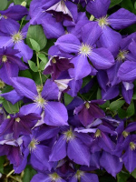 Клематис Жакмана (Jackmanii)