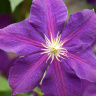 Клематис Жакмана (Jackmanii) купить с доставкой