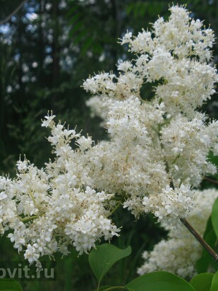 Сирень Амурская (Syringa amurensis) Сирень Амурская (Syringa amurensis)