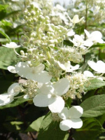 Гортензия Матильда (Mathilde) метельчатая