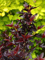 Пузыреплодник Блэк Найт (Black Night)