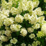 Гортензия Панфлора (Panflora) метельчатая купить с доставкой