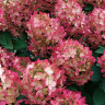 Гортензия Панфлора (Panflora) метельчатая купить с доставкой