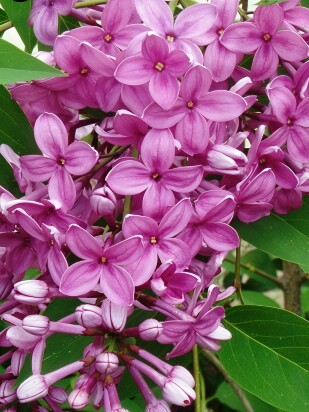 Сирень Китайская (Syringa x chinensis) Сирень Китайская (Syringa x chinensis)