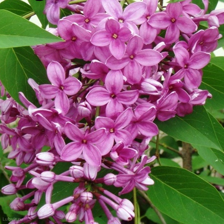 Сирень Китайская (Syringa x chinensis) купить с доставкой